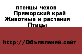 птенцы чехов  - Приморский край Животные и растения » Птицы   